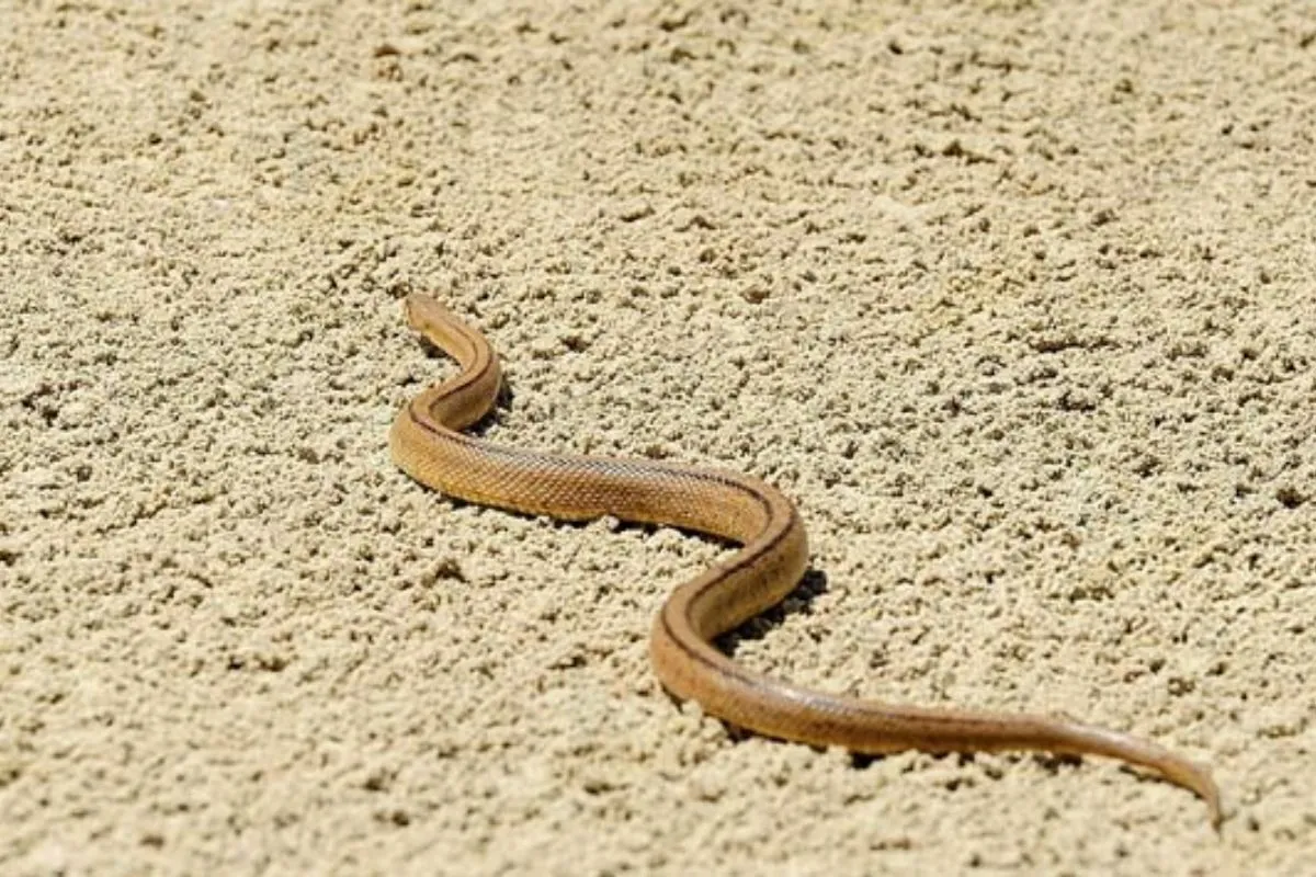 đi đường gặp rắn đặt cược con gì